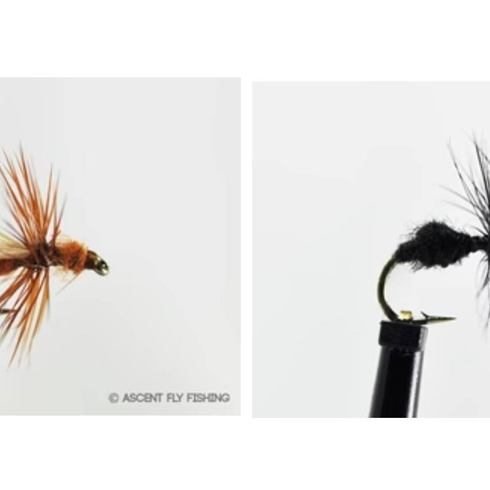 Flying Ants & Fly Fishing: How to Match the Hatch When Ants Take Flight