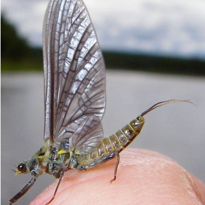 Everything you Need to Know to Fly Fishing the Western Green Drake Hatch like a Pro