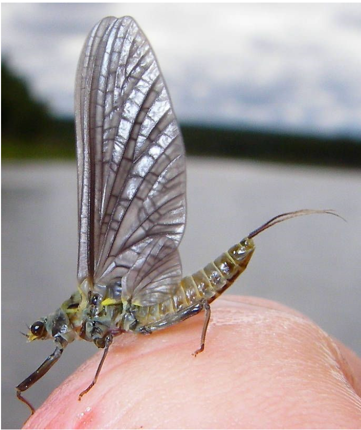 Everything you Need to Know to Fly Fishing the Western Green Drake Hatch like a Pro