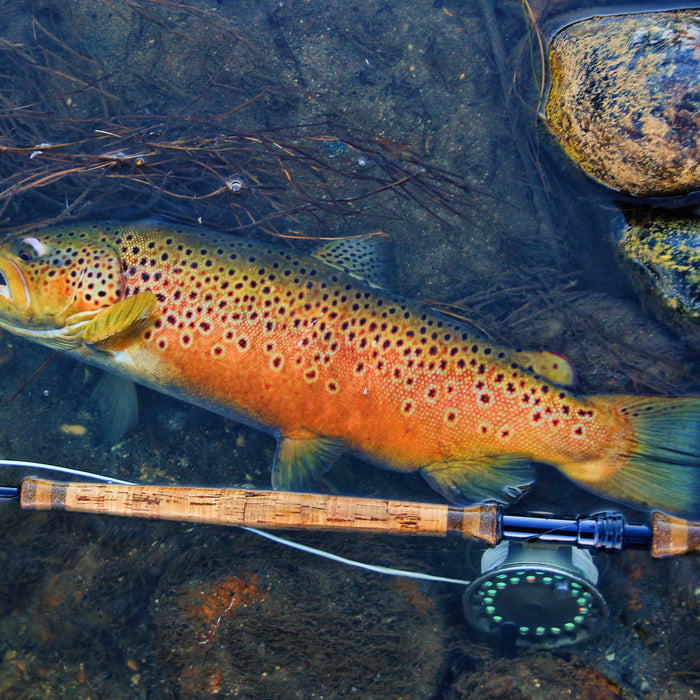 Trout Smart Series: An Insider's Look at Catching Brown Trout on the Fly
