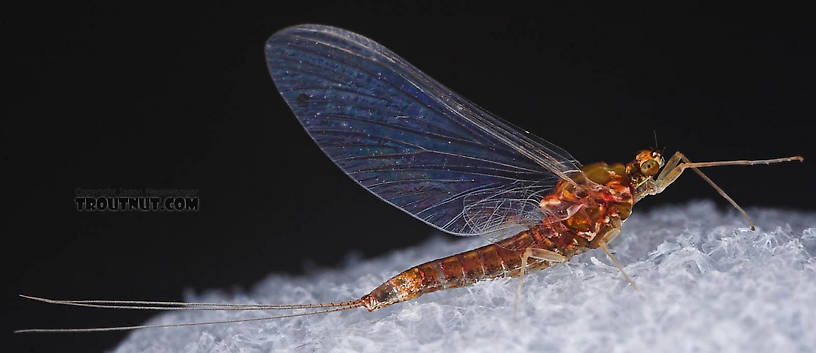 The Unsung Heros of Spring Hatches - The Dark Hendrickson & Sulphur Mayflies