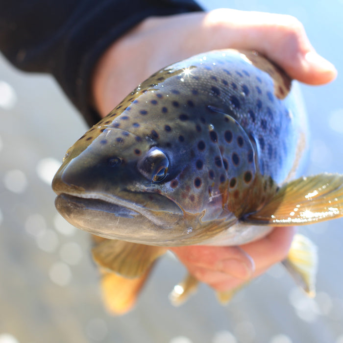 Low Water Fly Fishing Trout Tips & Tactics: Part 2