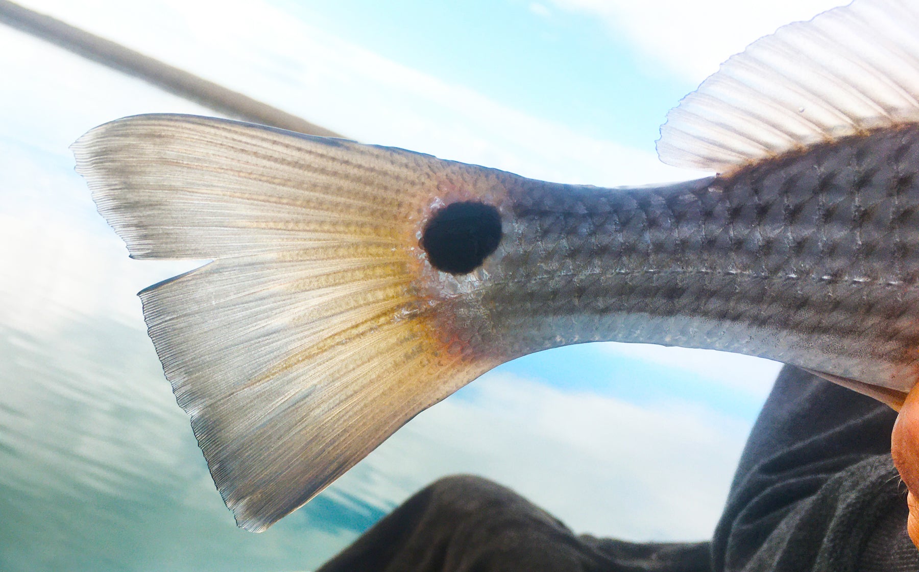 How Chasing Redfish Made Me a Better Trout Fisherman
