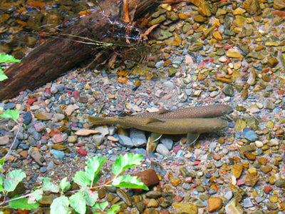 Rules to Fly Fishing During the Spawn: Keep it Over-Easy