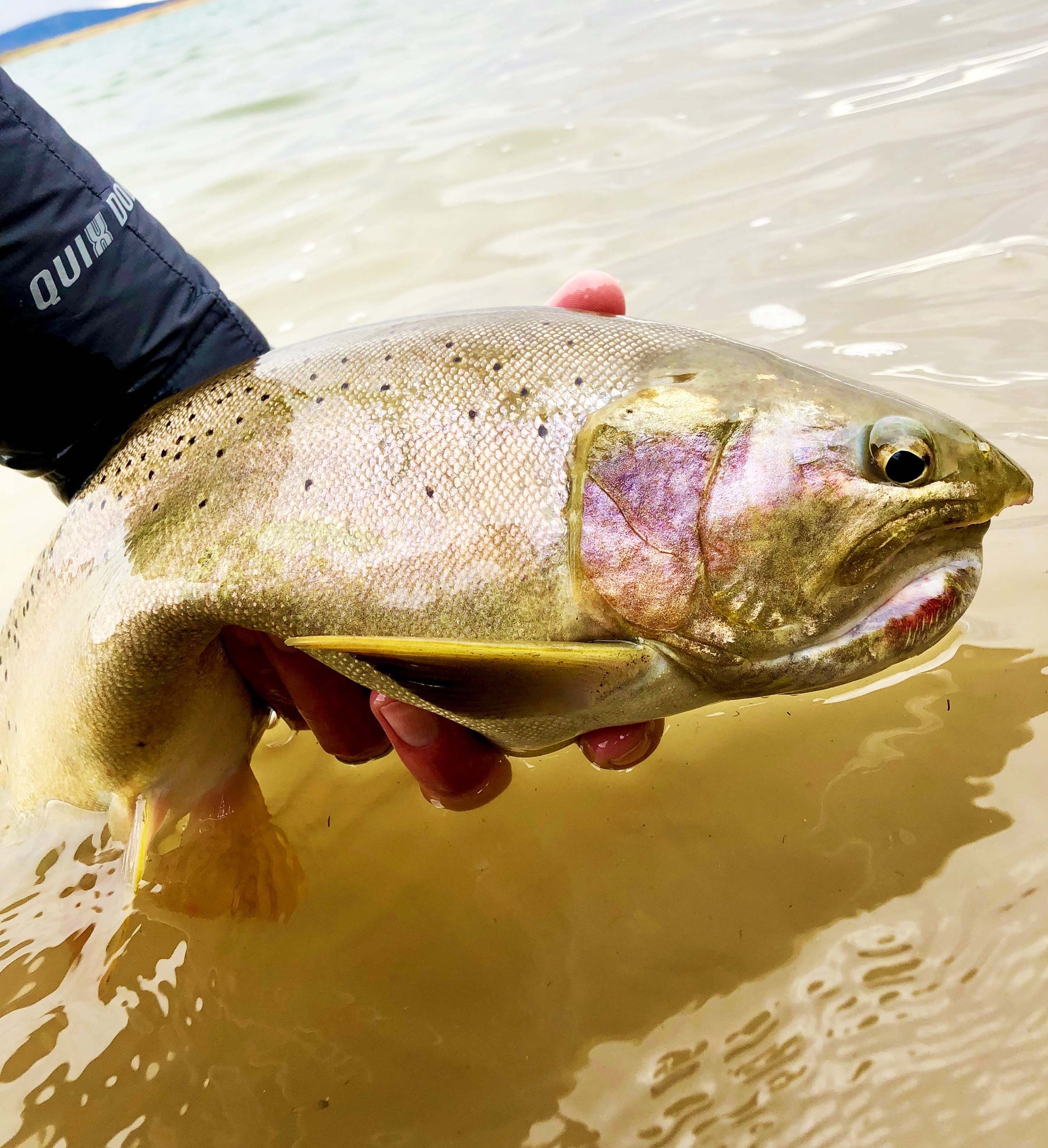 Learn to Fish the Pale Morning Dun Hatch Like a Pro!