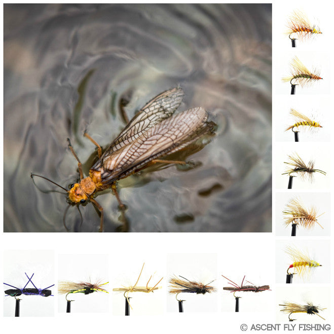 Dry Stonefly Selection