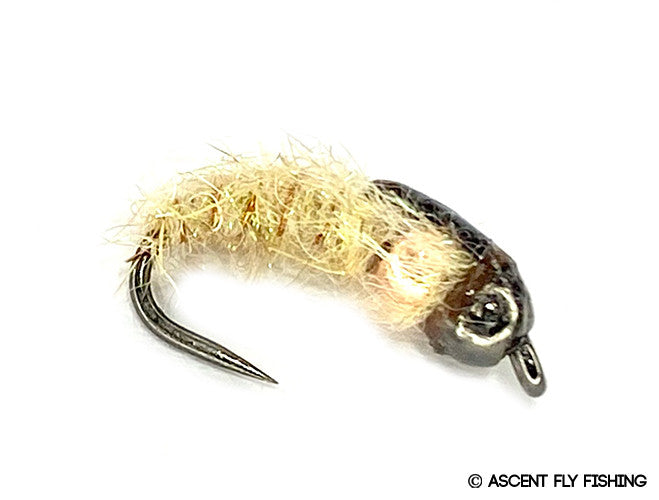Tan Tungsten Franken Larva