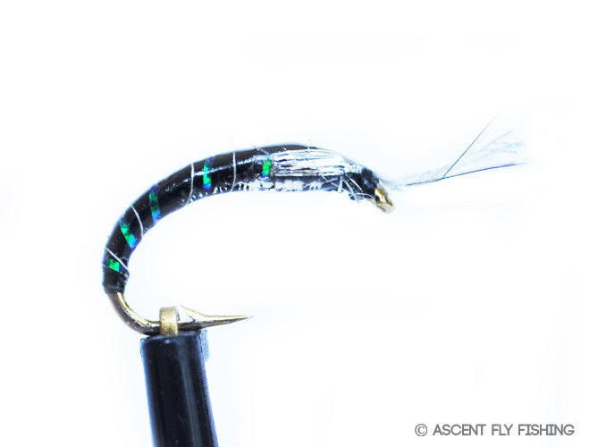 Black & Silver UV Chironomid Pattern