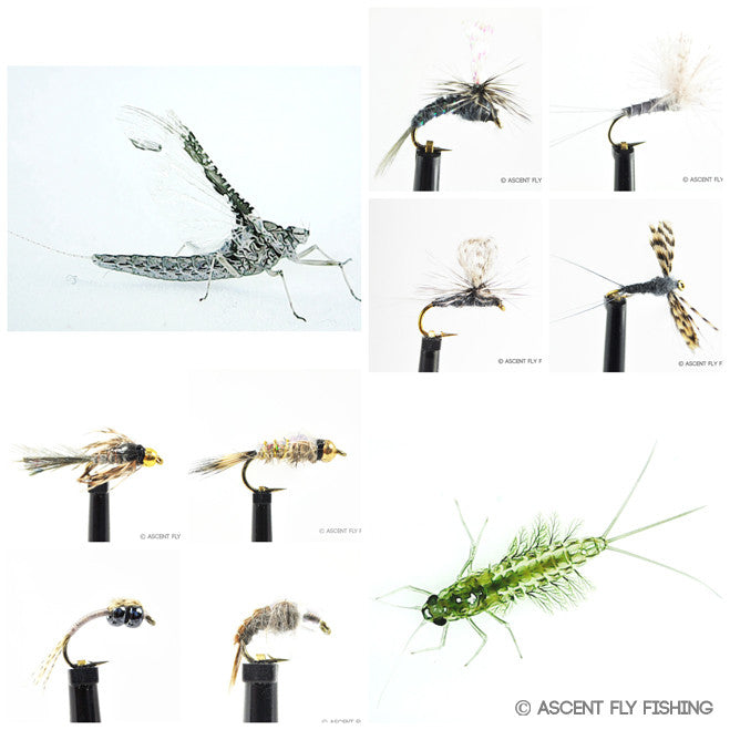 Callibaetis Mayfly Selection