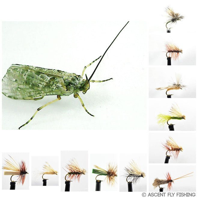 Dry Caddisfly Selection