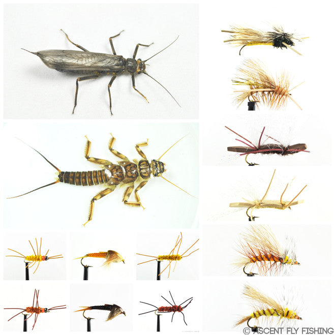 Golden Stonefly Selection