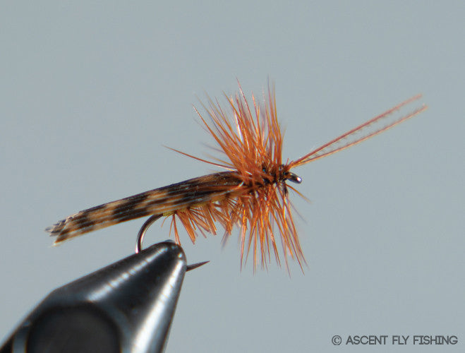 Tent Wing Caddis