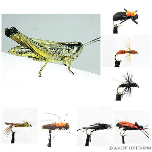Terrestrial Insect Selection