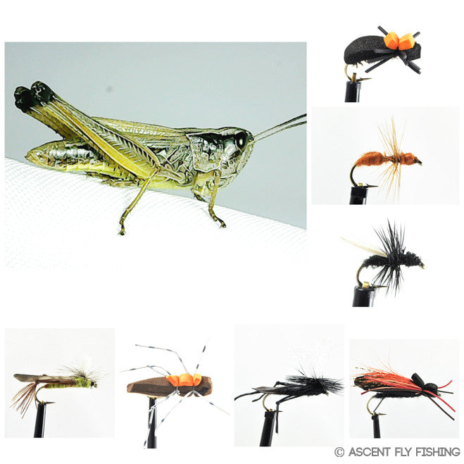 Terrestrial Insect Selection