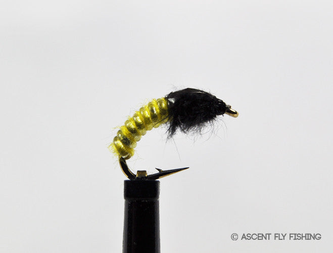 Yellow Jelly Cord Caddis Larva
