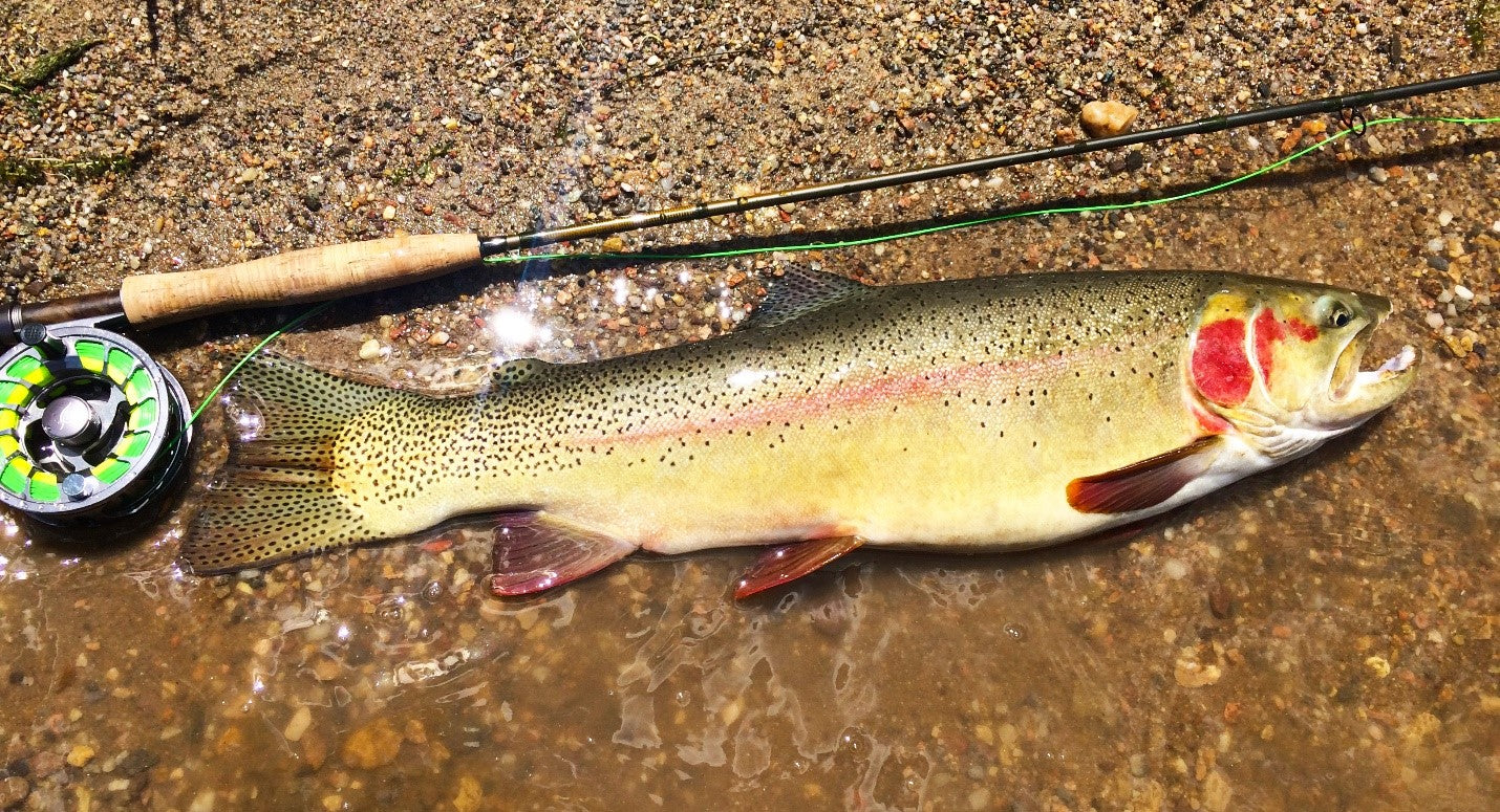 An Insider's Guide to Catching Cutbow Trout On The Fly