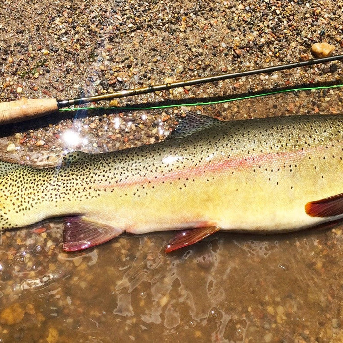 An Insider's Guide to Catching Cutbow Trout On The Fly
