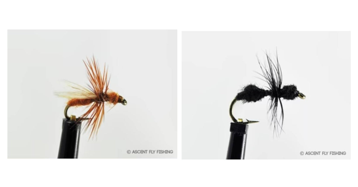 Flying Ant Pattern Flying Ant Hatch: Fly Fishing Tips & Ant Fly Patterns — Ascent Fly Fishing
