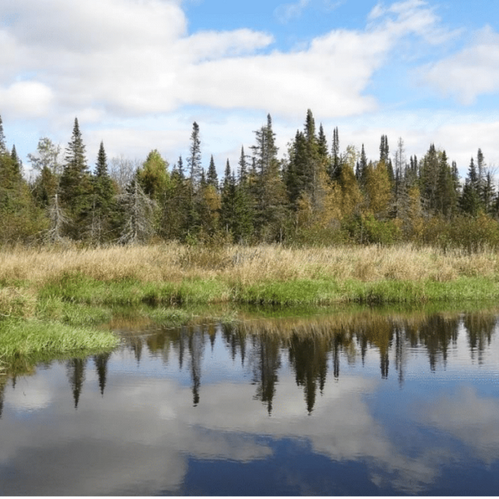 4 Things to Know when Fly Fishing Beaver Ponds