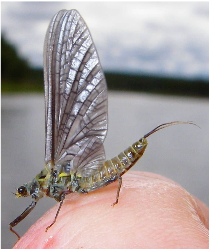 Everything you Need to Know to Fly Fishing  the Western Green Drake Hatch like a Pro