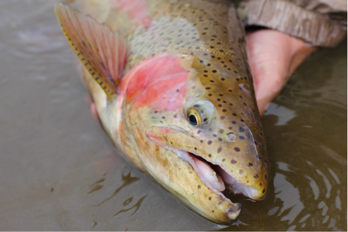 Fly Selection Tips for the Opportunistic Trout