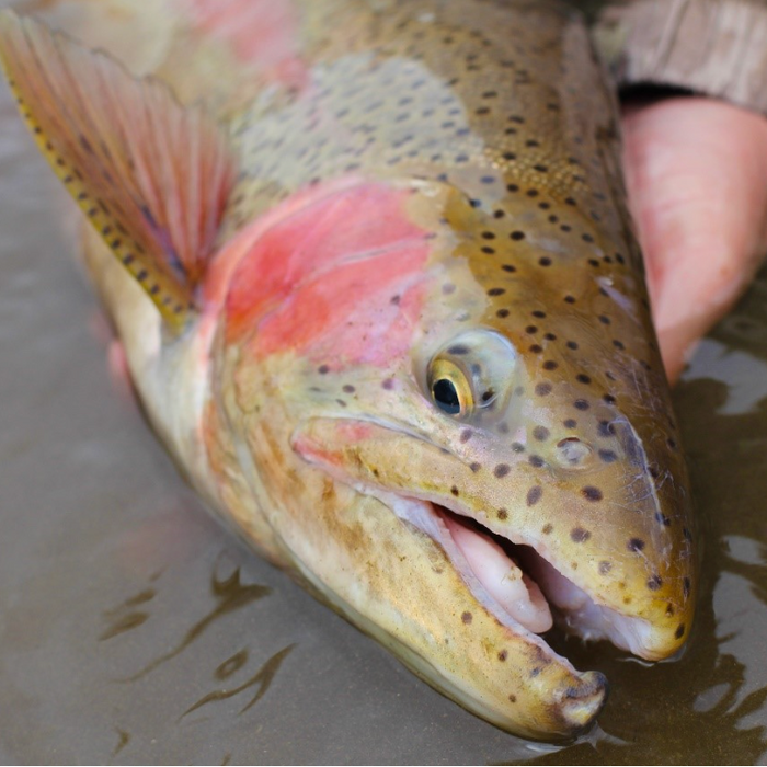 Fly Selection Tips for the Opportunistic Trout