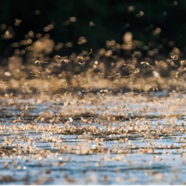 Tips & Tactics for Catching Trout    in the Midst of Massive Hatches!