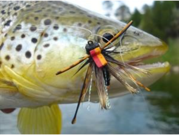 4-Tips to Fly Fishing the Brood X Cicada Hatch