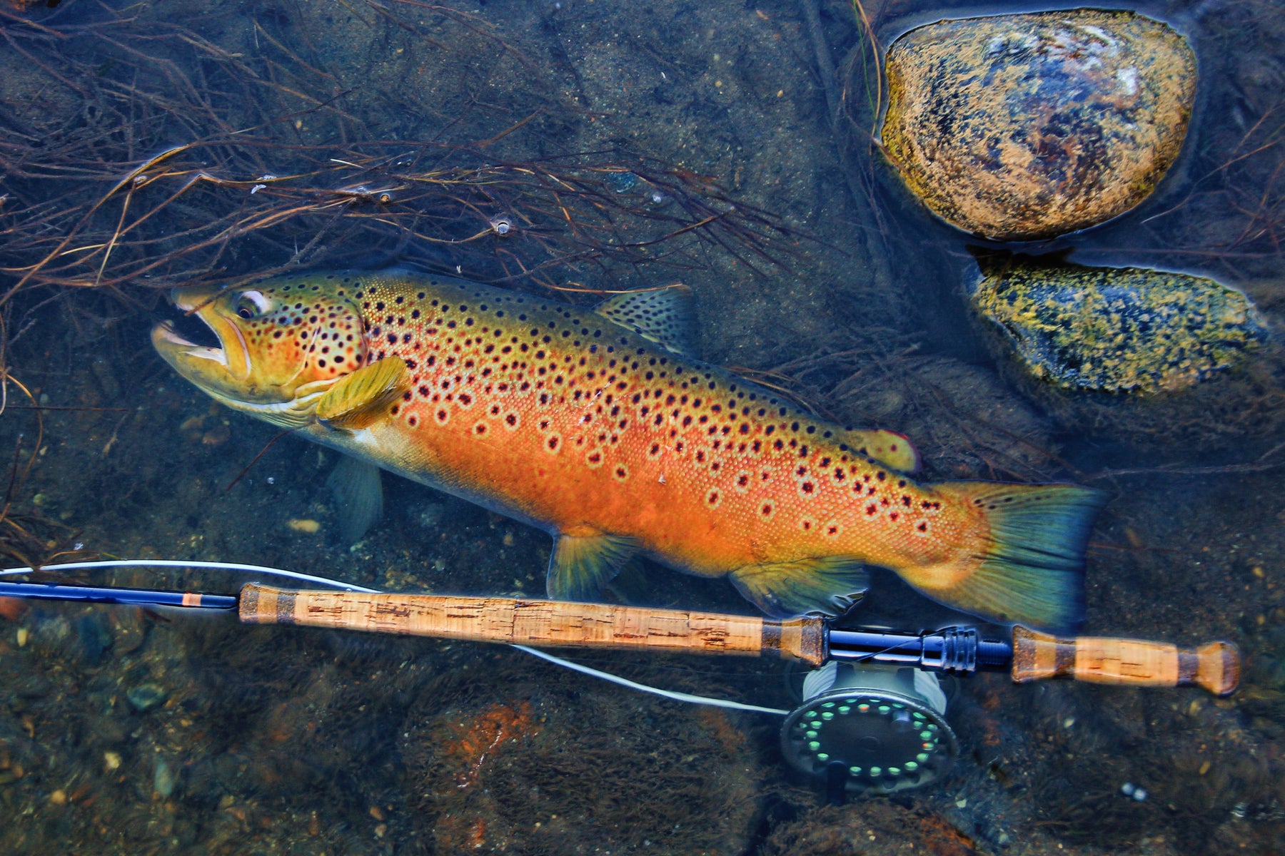 Trout Smart Series:  An Insider's Look at Catching Brown Trout on the Fly