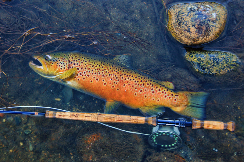 Trout Smart Series: An Insider's Look at Catching Brown Trout on
