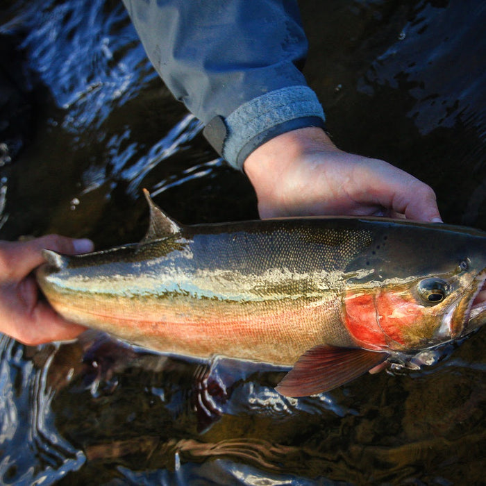 How to Ethically Fish During the Trout Spawn