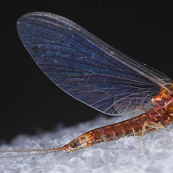 The Unsung Heros of Spring Hatches - The Dark Hendrickson & Sulphur Mayflies