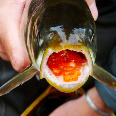 Why You Need to Fish Bead Eggs this Fall