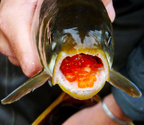 Why You Need to Fish Bead Eggs this Fall