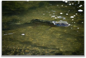 Know When to Fish Dry Midge Emerger Patterns