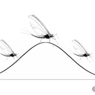 How to Read Hatch Charts and Match the Hatch Year Round