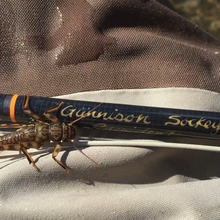 Tips and Tactics for Fly Fishing  on the Gunnison River in Colorado