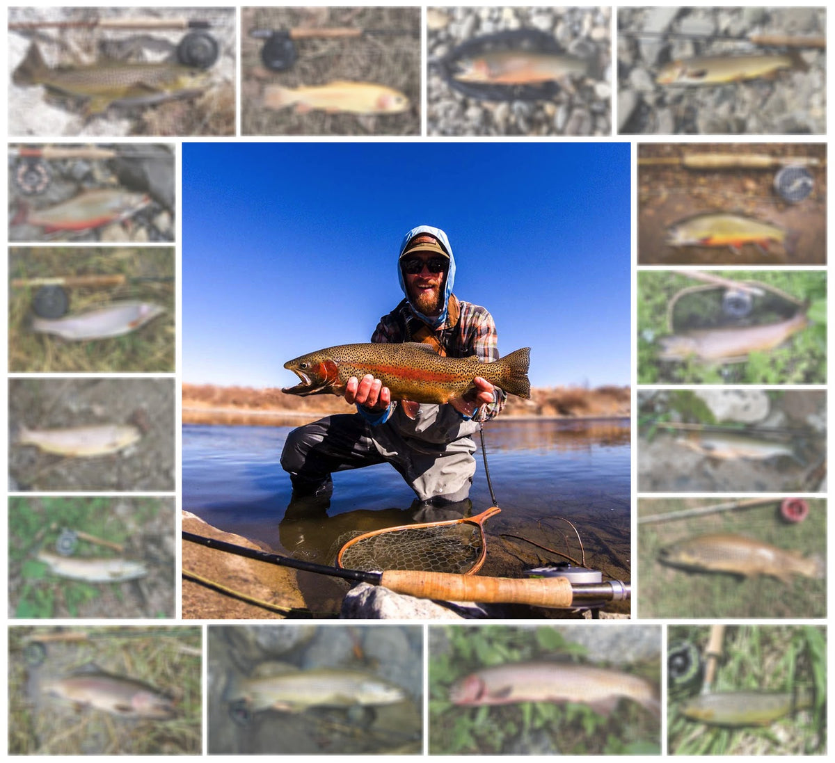 How to Photograph Your Catch Without Harming the Fish — Ascent Fly Fishing