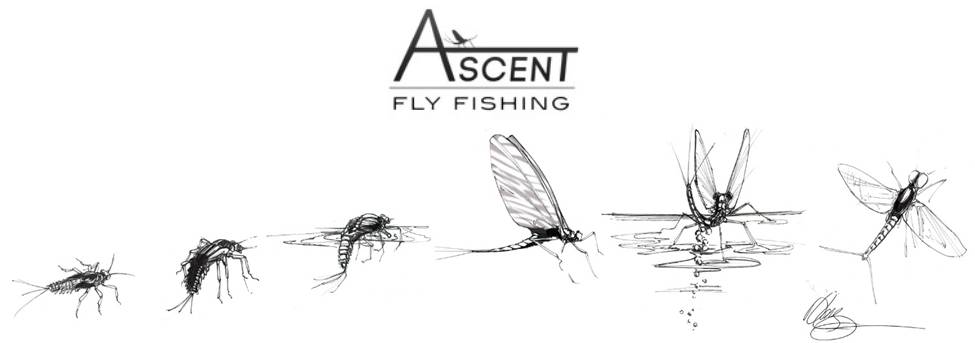 Bug Bite Series - Matching the Pale Morning Dun Like a Pro