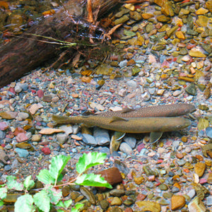 Rules to Fly Fishing During the Spawn: Keep it Over-Easy