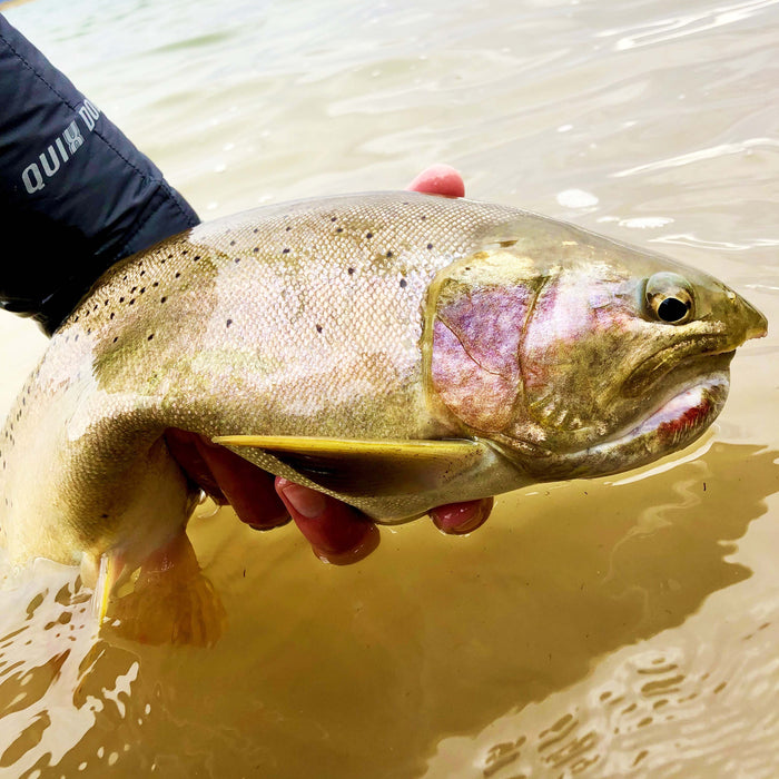 Learn to Fish the Pale Morning Dun Hatch Like a Pro!