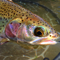 What do Trout See & How To Exploit it When Fishing