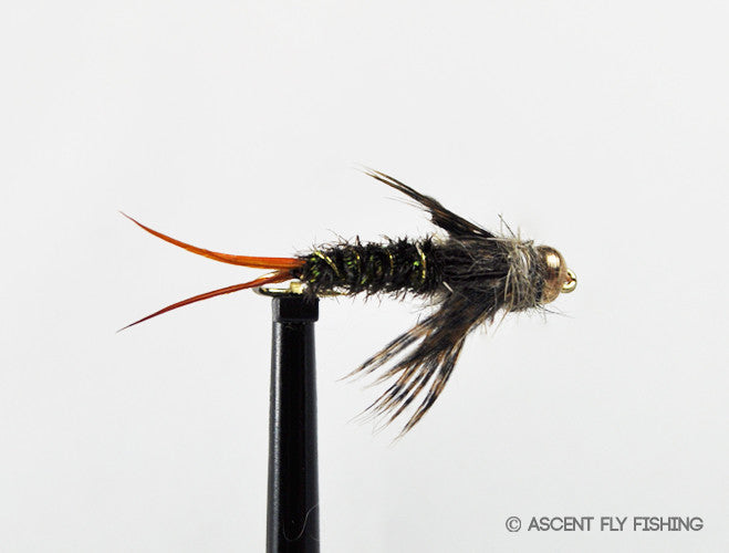 NATIVE　A FLY FISHER'S VIEW 20 Incher — Ascent Fly Fishing