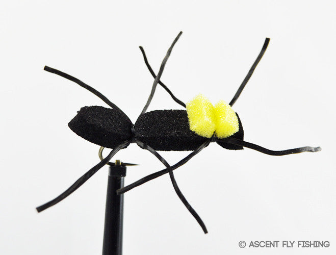 Chernobyl Ant