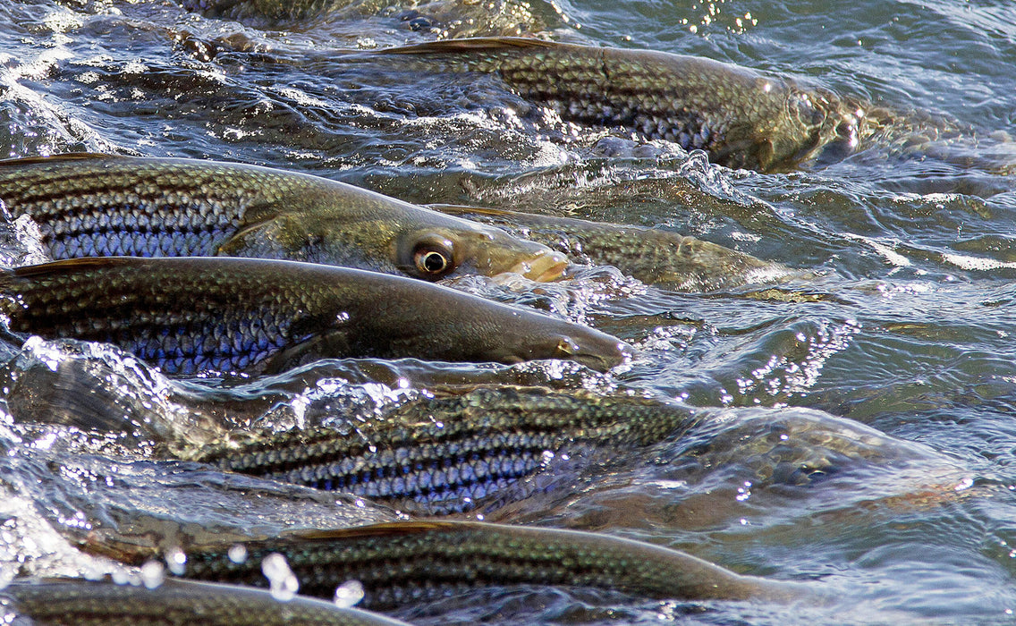 Cortland Striped Bass Blitz Fly Line