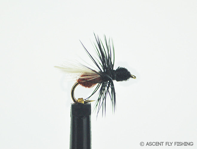 Black & Rust Flying Ant