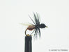 Black & Rust Flying Ant