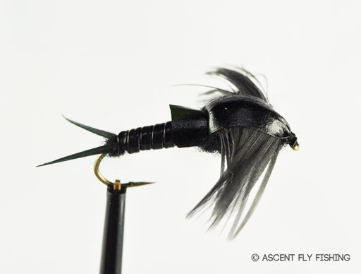 Black Stonefly Nymph