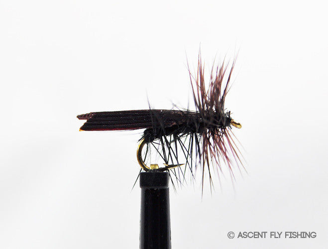 Black Tent Wing Caddis