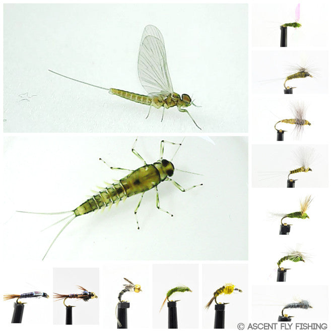 Blue Winged Olive Mayfly Selection